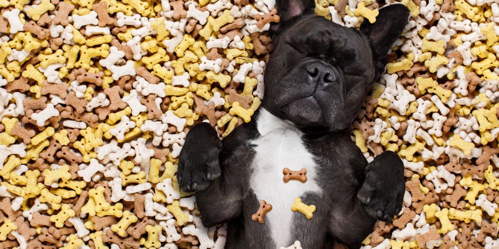 Ernährungstipps für Hunde im Winter: So bleibt dein Hund gesund und fit