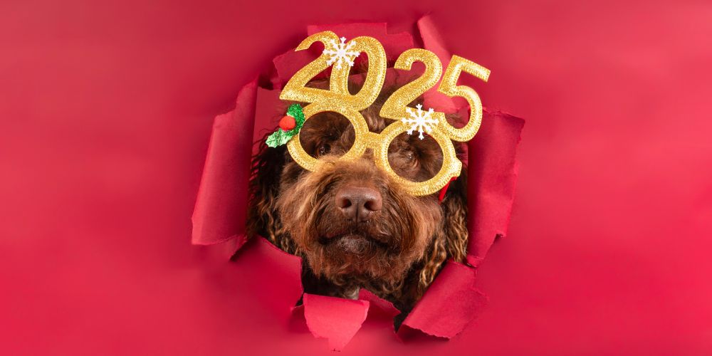 Silvester mit Hund: Tipps gegen die Angst vor dem Feuerwerk