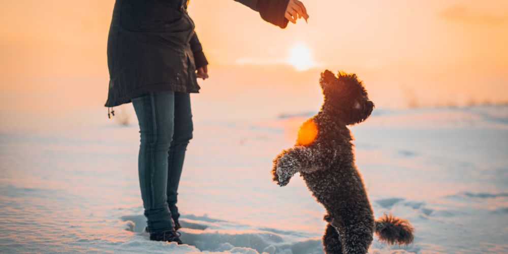 Urlaub mit Hund im Winter: Tipps für den perfekten Winterurlaub