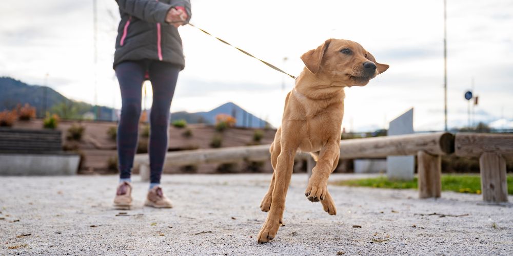 Was tun, wenn der Hund zieht?