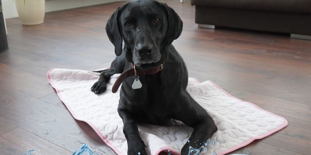 Braucht mein Hund eine Kühlmatte?