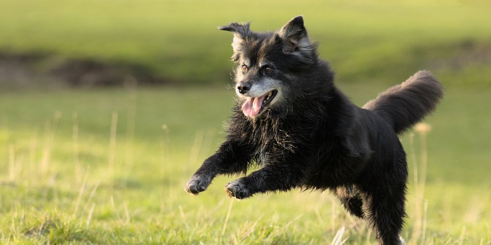 Wie halte ich meinen älteren Hund fit?