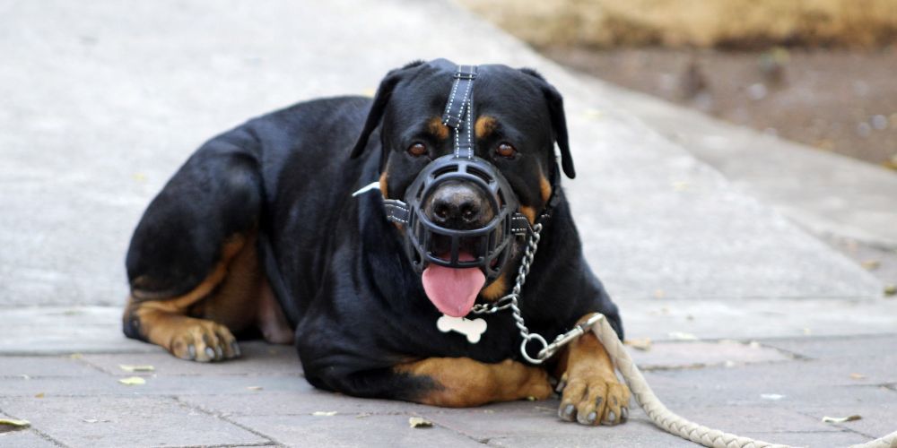 Maulkorbtraining: So gewöhnst du deinen Hund an den Maulkorb