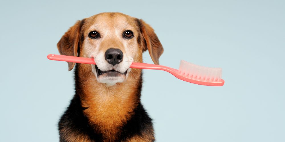 Fellpflege beim Hund – Tipps und Tricks für ein gesundes und glänzendes Fell