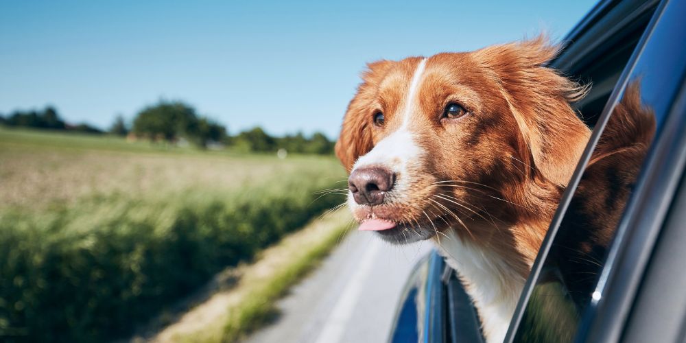 Hund und Auto: Umfassende Tipps für sicheres Reisen mit deinem Vierbeiner