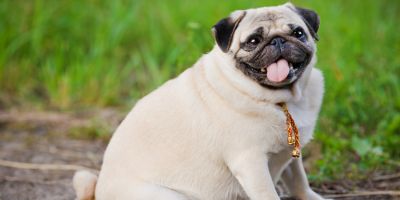 Übergewicht beim Hund – Was kann ich tun?
