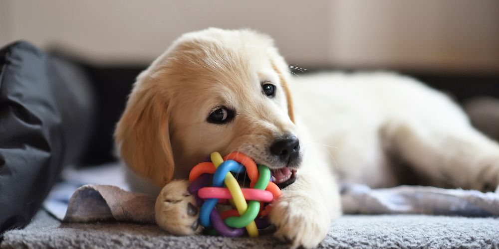 Wie lange solltest du mit deinem Hund am Tag spielen?