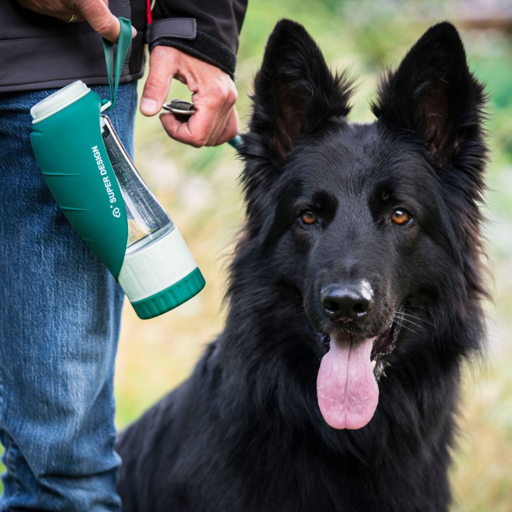 Trinkflasche für Hunde in Grün in Händen des Besitzers, Hund sitzt neben der Flasche