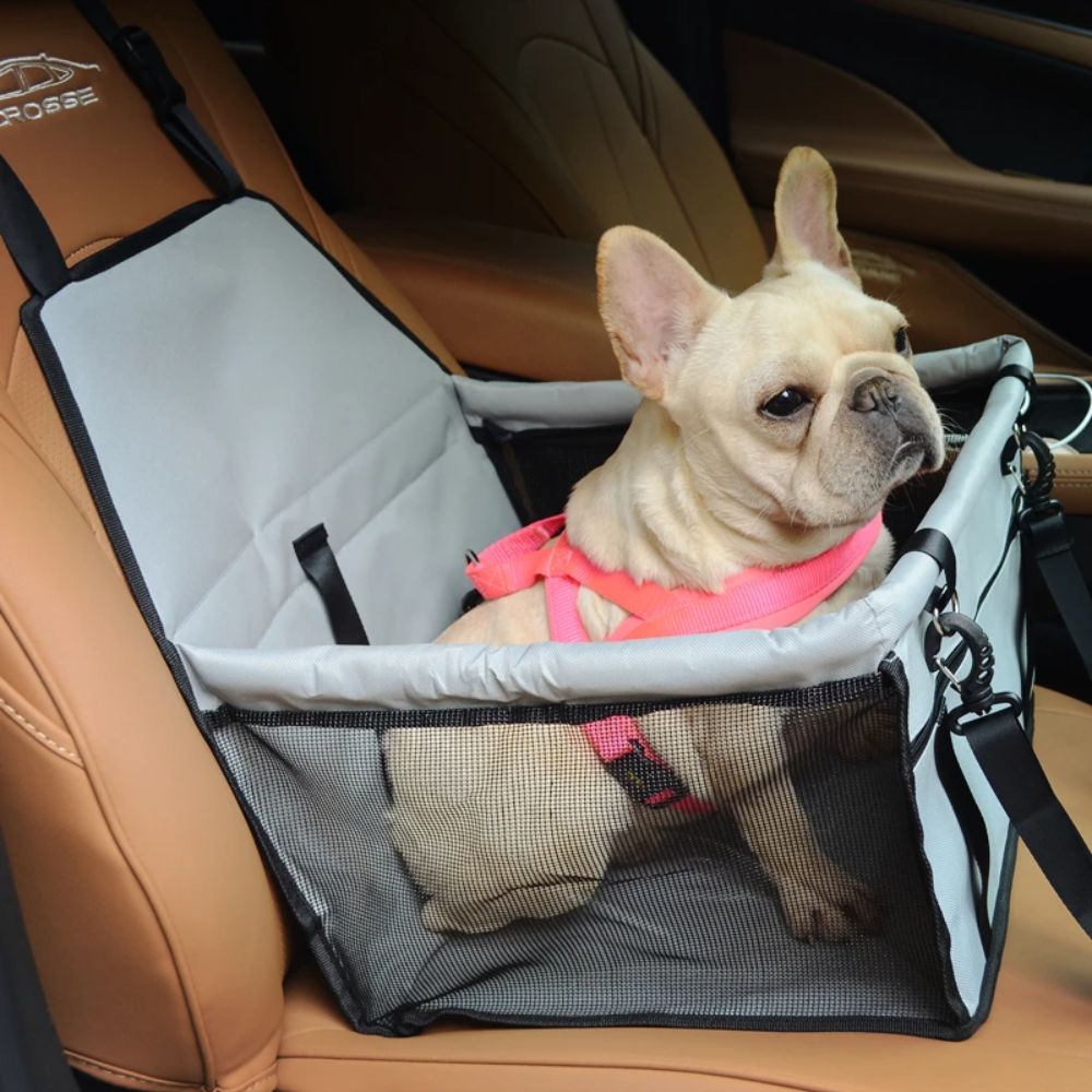 Hund sitzt gemütlich im Autositz