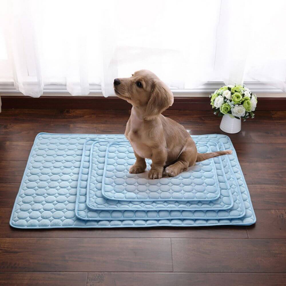 Ein kleiner Hund sitzt auf einer Hundekühlmatte. Zudem sind verschiedene Größen der Kühlmatte für Hunde ersichtlich