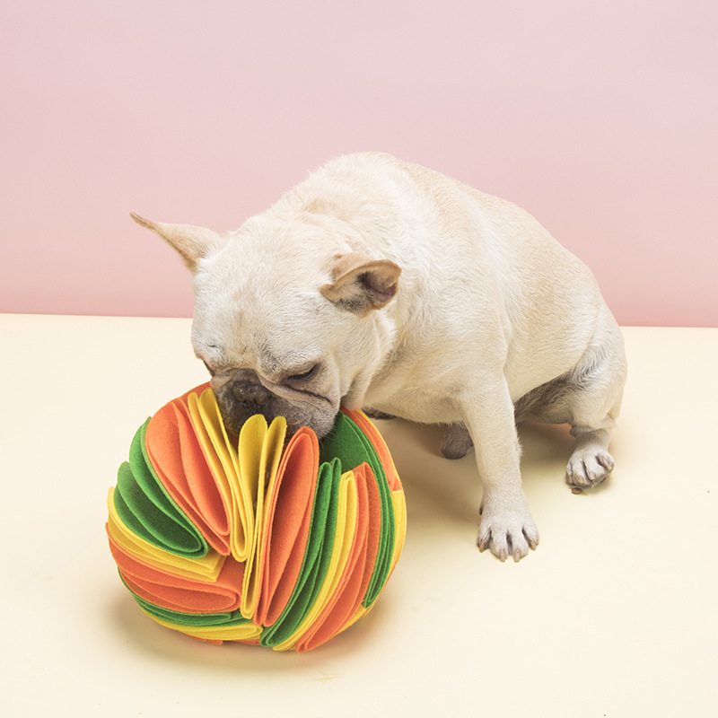 Hund sucht im Schnüffelball nach Leckerlis