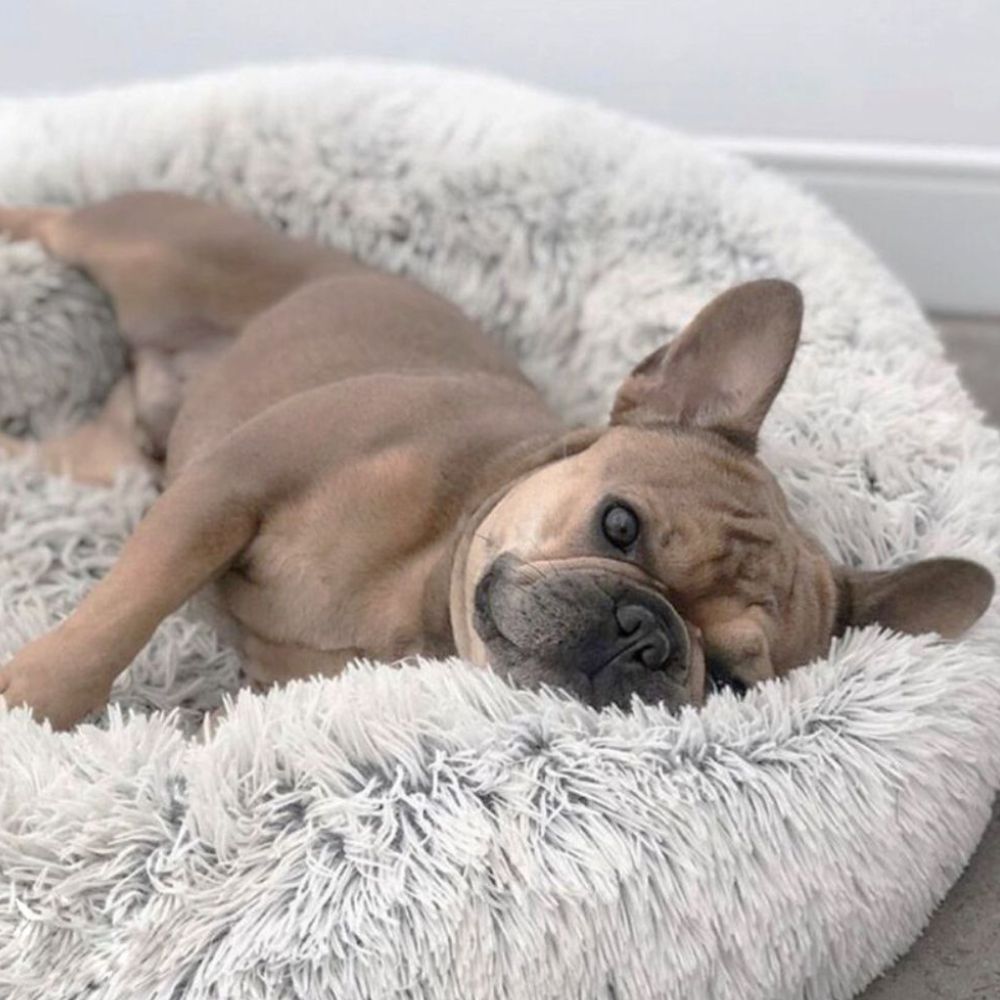 Hund liegt kuschlig im Wolke 7 Hundebett
