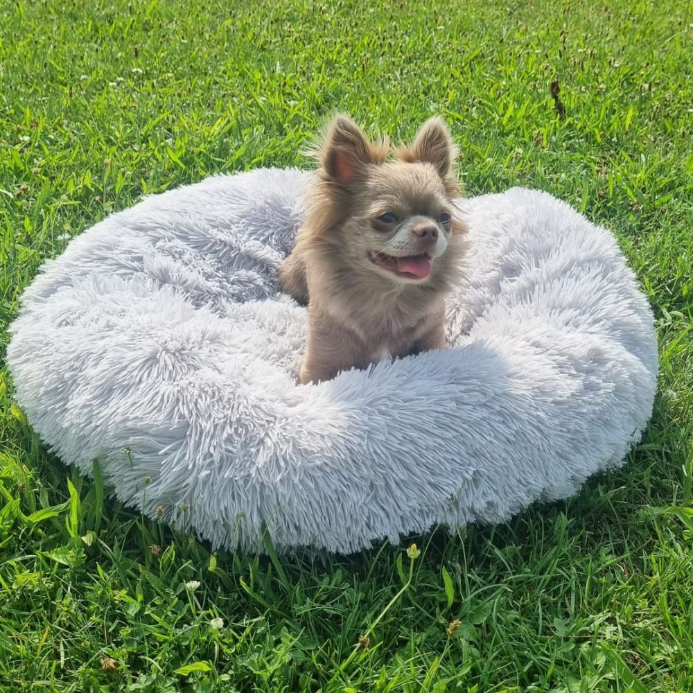 Das Wolke 7 Hundebett liegt im Garten und darauf steht ein Chihuahua und genießt den Sommer.