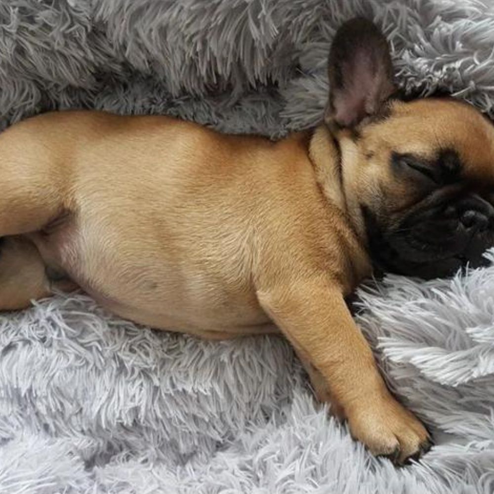 Kleiner Hund kuschelt sich ins Hundebett und schläft