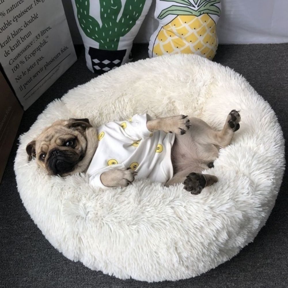 Mops liegt im Hundebett Wolke 7 in der Farbe Weiß.